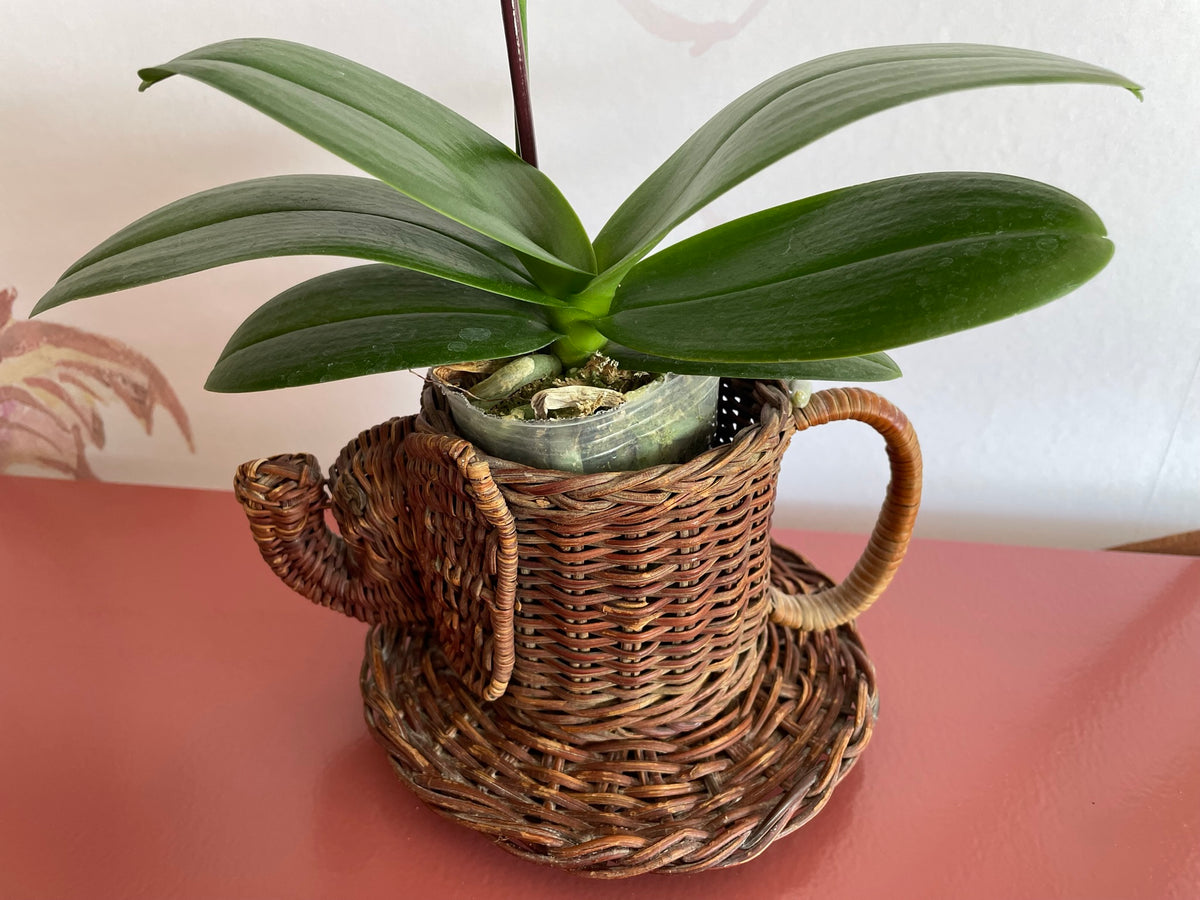 Wicker Elephant Cup Planter